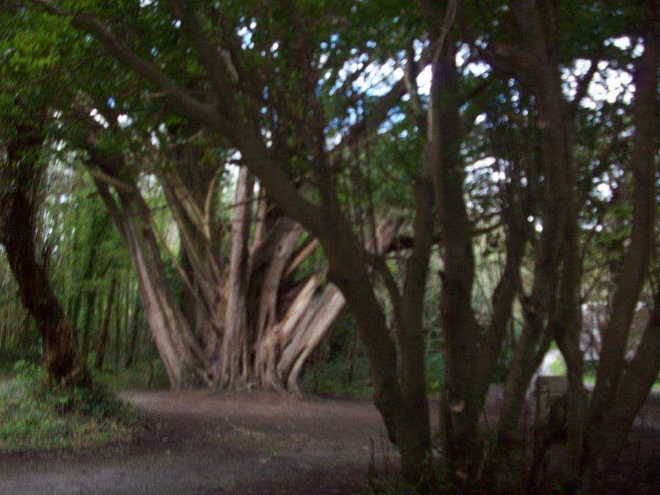 Killearny National  Park, Co Kerry, Ireland